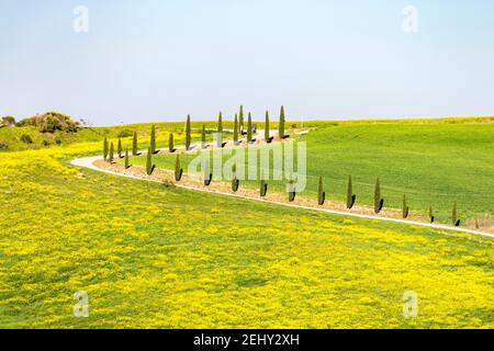 Cipressi lungo la strada e campi fioriti Foto Stock