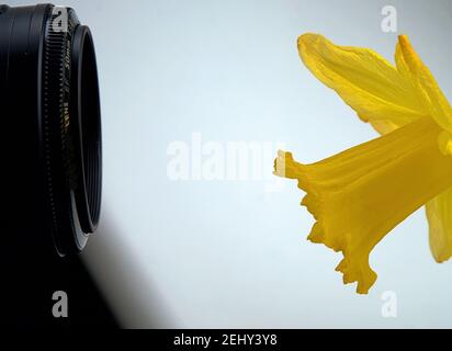 Macro Fotografia primo piano macrofotografia con fotocamera e fiore di daffodil Foto Stock