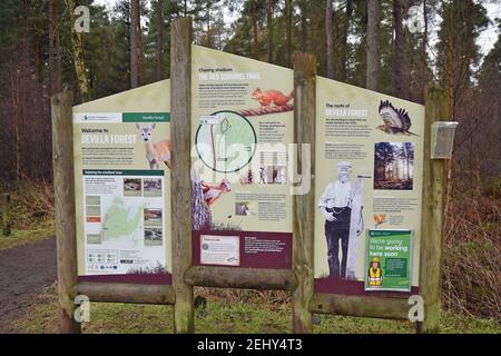 Informazioni pubbliche a Devilla Forest, Fife, Scozia che mostrano mappe e informazioni sulla fauna selvatica, tra cui Red Squirrel Trail Foto Stock