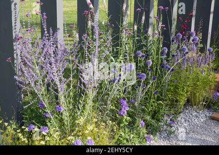 Fiore di ghiaia bordo con Echinops Ritro Veitch's Blue - Verbena Bonariensis Agastache e Perovskia abrotanoidi contro schermi di legno verniciati UK Foto Stock