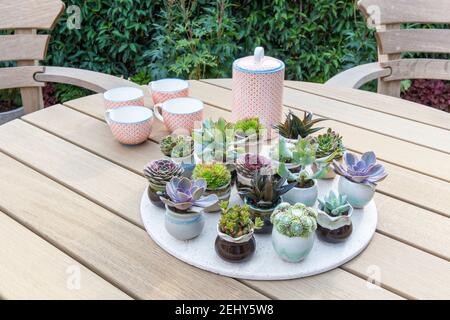 Tavolo da giardino all'aperto tavolo da pranzo con una mostra di piante succulente e cactus in piccoli vasi di ceramica mostra UK Foto Stock