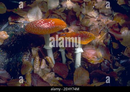 Fly Agaric Mushroom, Amanita muscaria. Tre corpi fruttanti Foto Stock