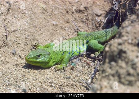 Ocellated Lizard, Timon lepidus. Bagni di sole Foto Stock