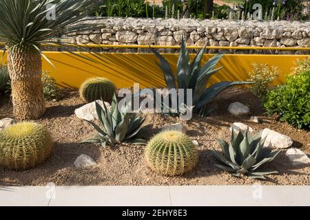 Cactus cactus giardino di ghiaia con pietra tritata a secco e piantagione tollerante alla siccità di Agave americana e Echinocactus grusonii a barile cactus UK Foto Stock