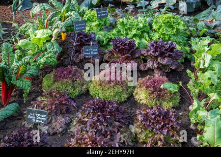 cucina biologica verdure insalata di verdure con piante etichette in crescita Nelle file varietà includono lattuga Lollo Rossa - insalata rossa Ciotola - Nymans UK Foto Stock