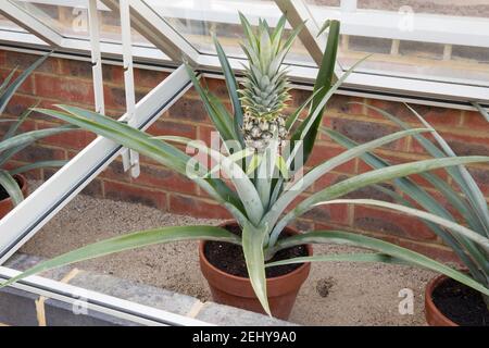 Frutta di ananas che cresce in una parte fredda di telaio di a. Greenhouse in estate UK GB Inghilterra Foto Stock