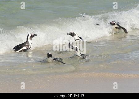 Nuoto pinguini africani in Sud Africa Foto Stock