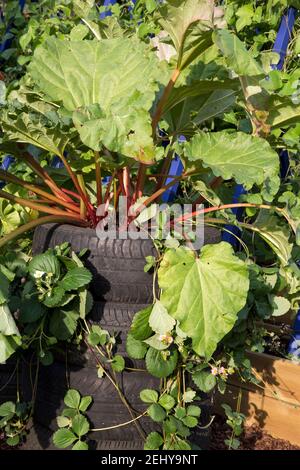 Rheum rabarbarum - rabarbaro e Fragaria x anassa - fragola Piante coltivate in pneumatici su una comunità di assegnazione giardino Inghilterra REGNO UNITO Foto Stock