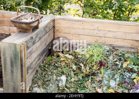 Cumuli di compost realizzati con pallet vecchi riciclati riciclato - bidone con spreco di giardino che sta compostando giù da rifiuti da giardino Inghilterra GB UK Foto Stock