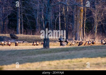 tacchino maschio selvatico che strutting il suo roba per le femmine in Wisconsin, orizzontale Foto Stock