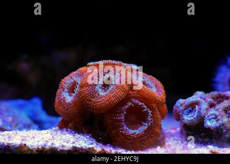 Acanthastrea lordhowensis corallo LPS colorato Foto Stock