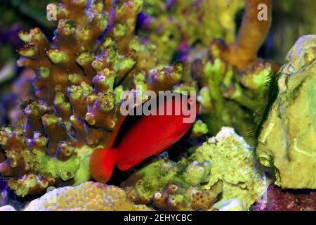 Frittella rossa brillante - (Neocirrhites armatus) Foto Stock