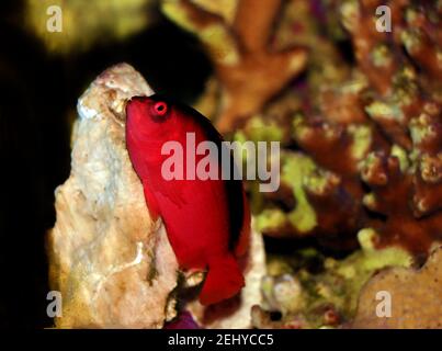 Frittella rossa brillante - (Neocirrhites armatus) Foto Stock