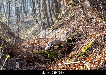 un badger con il suo cucciolo nei boschi Foto Stock