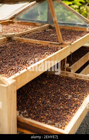 Primo piano di essicazione di fagioli di caffè grezzi in gres di legno Foto Stock