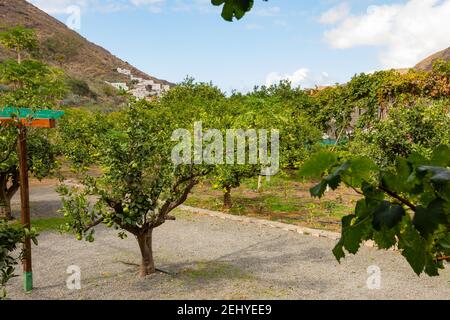 Piantagione di arance biologiche presso la Fattoria di Gran Canaria Foto Stock