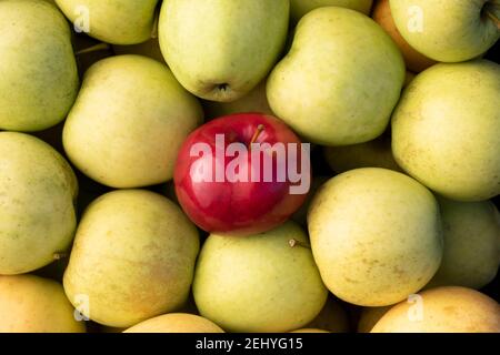 primo piano di mela rossa tra le mele giallo-verdi Foto Stock