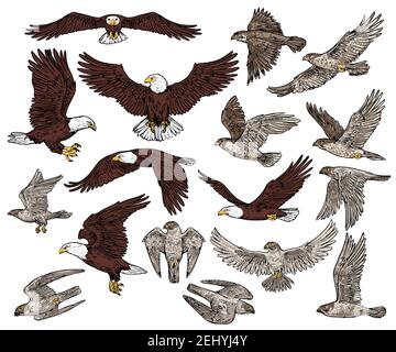 Uccelli predatori di predatori vettore icone di schizzo. Predatori selvaggi isolati uccelli aquila calva volare con ali sparse, o falco e falco, ornitologia o fal Illustrazione Vettoriale