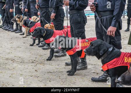 Dhaka, Bangladesh. 20 Feb 2021. Bangladesh RAB (Rapid Action Battaglione) unità di squadra di cani vista al Minar Shaheed centrale a Dhaka, Bangladesh.Bangladesh si prepara a celebrare la Giornata internazionale della lingua madre che cade il 21 febbraio. L'Organizzazione delle Nazioni Unite per l'Educazione, la Scienza e la Cultura (UNESCO) ha dichiarato il 21 febbraio come Giornata Internazionale della Lingua Madre. Credit: SOPA Images Limited/Alamy Live News Foto Stock