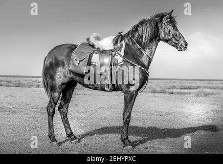 Cavallo all'aperto, vicino alla città di Kalloni, nell'isola di Lesvos, nel Mar Egeo settentrionale, in Grecia, Europa Foto Stock