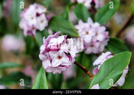 Daphne bholua, la carteria nepalese, in fiore Foto Stock