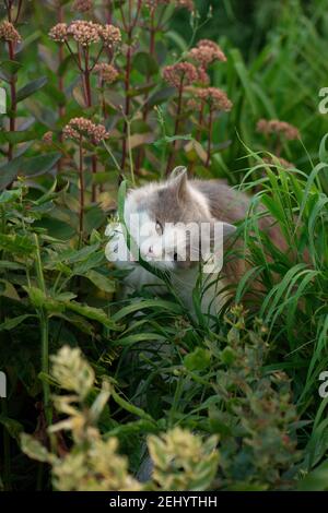 Erba verde vitaminica per gatti. Gatto domestico adulto che mangia erba sul giardino. Kitty seduto in erba e gnawing un bastone di ramo. Foto Stock