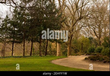 Sentiero di bosco con alberi maturi e una strada curvata preso in una giornata limpida in inverno Foto Stock