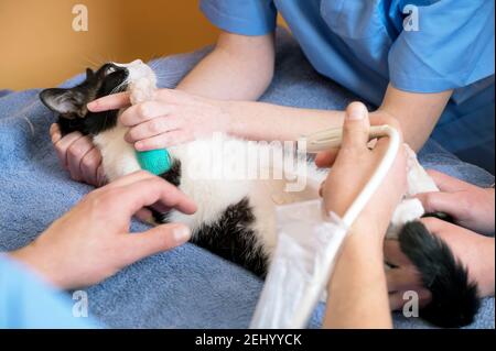 Il lavoro di squadra veterinario effettua un esame ecografico di un gatto. Cat sulla diagnosi ecografica in una clinica veterinaria. Ecografia medica. Foto di alta qualità Foto Stock