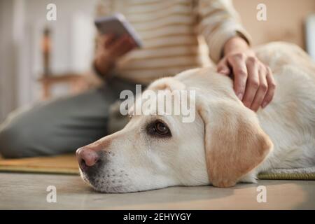 Vista laterale primo piano del cane labrador bianco che giace sul pavimento in casa accogliente interno con amorevole donna proprietario che lo accarezza, copia spazio Foto Stock