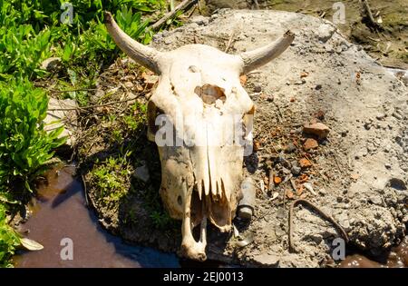 Un cranio di mucca con corna e una testa forata giace su un pezzo di olio in una pozza di acqua sporca con erba verde. Foto Stock