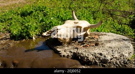 Un cranio di mucca con corna e una testa forata giace su un pezzo di olio in una pozza di acqua sporca con erba verde. Foto Stock