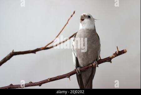 Pappagallo bianco arrabbiato con becco aperto su sfondo bianco. Foto Stock