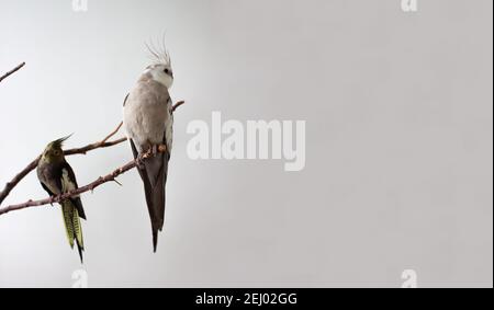 2 pappagalli di cockatiel siedono su un ramo su uno sfondo bianco. Pappagallo chiaro e scuro sull'albero. Spazio di copia. Foto Stock