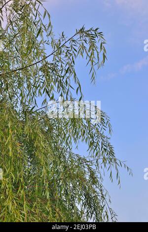 Il salice piangente o il babylonica di Salix si torce su uno sfondo blu del cielo isolato. Pianta ornamentale per progettazione paesaggistica di parco o giardino. Lungo, delica Foto Stock
