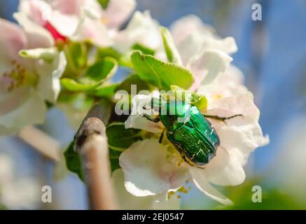 Rosone sui fiori dell'albero di mela su sfondo sfocato. La Cetonia aurata, chiamata la rosetta o la rosetta verde, è un coleottero, che ha un Foto Stock