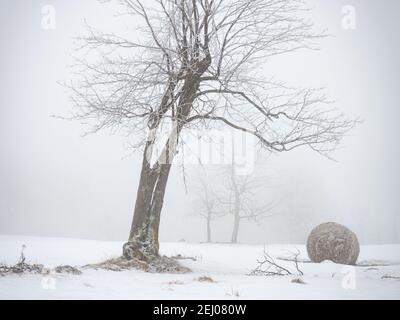 Balle abbandonate di fieno che si stese nella neve sul campo agricolo. Singoli alberi solitari sullo sfondo. Foto Stock