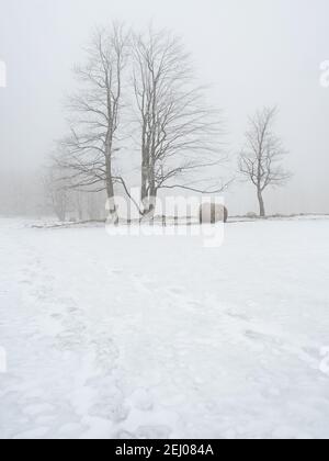 Alberi isolati e balla dimenticata di fieno nella neve. Winter Wonderland con neve su collina e alberi. Foto Stock