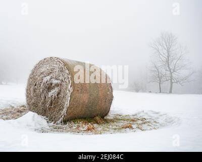 Ultima balla di fieno che si stese nella neve a un albero su campo agricolo. Impronte di ghiaccio nella neve. Foto Stock