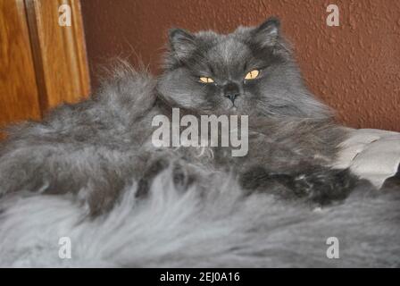 Immagine isolata di un gatto persiano sdraiato sul divano, gatto grigio, animali e animali Foto Stock