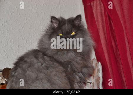 Immagine isolata di un gatto persiano sdraiato sul divano, gatto grigio, animali e animali Foto Stock