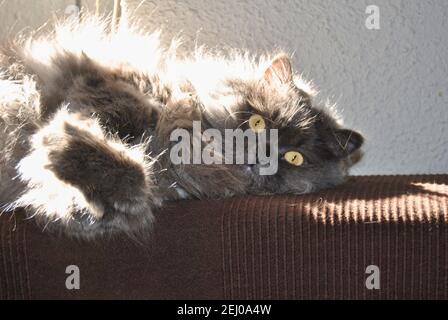 Immagine isolata di un gatto persiano sdraiato sul divano, gatto grigio, animali e animali Foto Stock