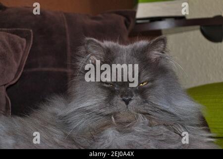 Immagine isolata di un gatto persiano sdraiato sul divano, gatto grigio, animali e animali Foto Stock