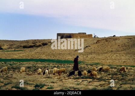 Outat El Haj Marocco Berber Pastore con pecora da montagne Atlas Foto Stock