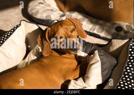 Bellissimo cane dachshund purebred, chiamato anche teckel, cane viennese o cane salsiccia, su un letto di cane guardando la macchina fotografica. Cane Foto Stock