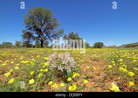 Paesaggio panoramico con fiori gialli di Tribulus zeyheri, Namibia meridionale Foto Stock