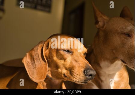 Bellissimo cane dachshund purebred, chiamato anche dachshund, cane viennese o cane salsiccia, su un letto di cane guardando la macchina fotografica. Cane Foto Stock