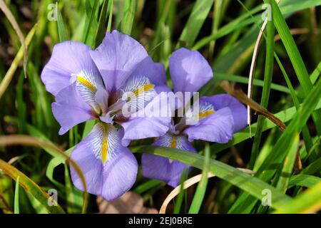 Viola Iris unguicularis, iris algerino, in fiore Foto Stock