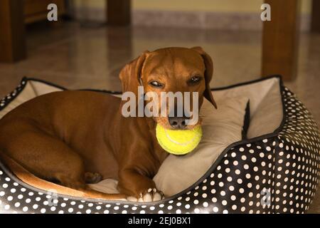 Bellissimo cane dachshund purebred, chiamato anche un dachshund, cane viennese, o cane salsiccia, giocando con una palla da tennis gialla. Cane che gioca Foto Stock