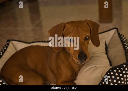 Bellissimo cane dachshund purebred, chiamato anche dachshund, cane viennese o cane salsiccia, su un letto di cane guardando la macchina fotografica. Cane Foto Stock