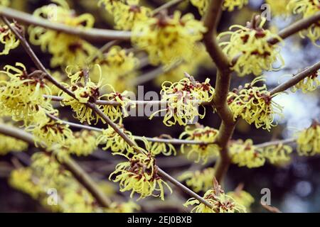 Hamamelis x intermedia 'savill starlight' strega nocciolo fiore durante l'inverno Foto Stock